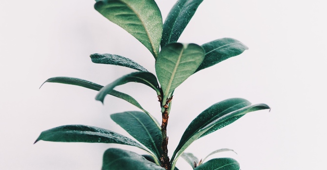 Therapy for Mental Health